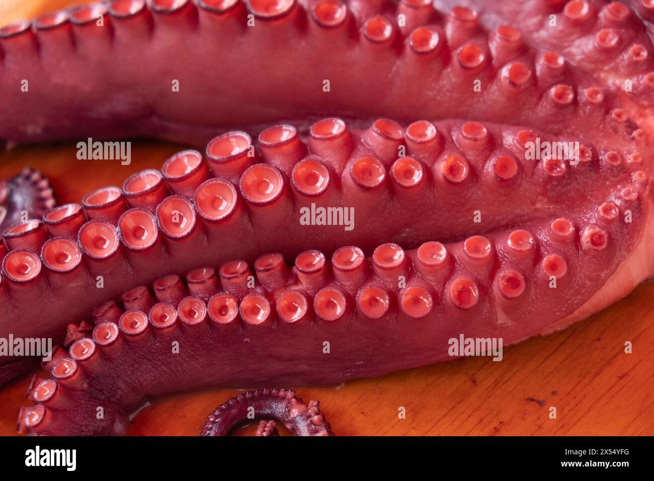 Gros plan des tentacules de poulpe bouillies, pulpo a feira. Galice, Espagne Banque D'Images