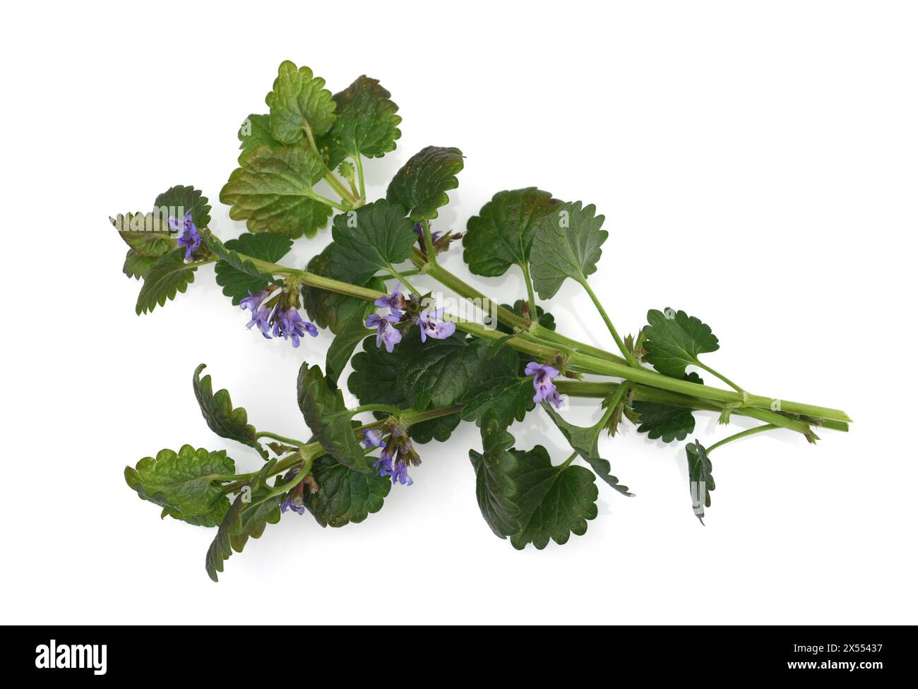 Glechoma hederacea ist eine wichtige Heil- und Medizinalpflanze und mit blauen Blueten. Gundelrebe, Glechoma hederacea est un médicament important Banque D'Images