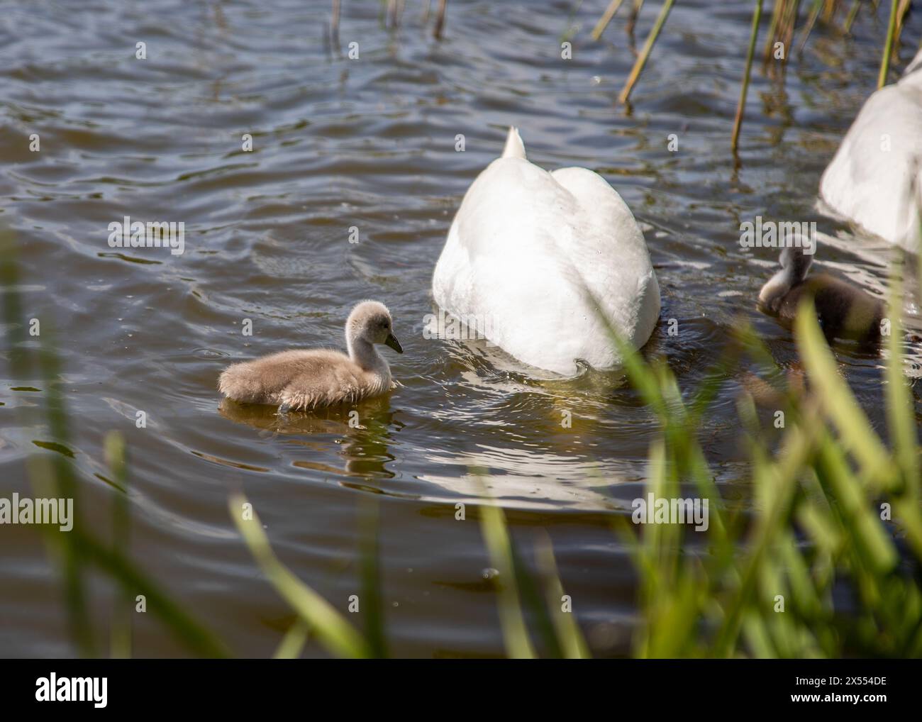 Mignon bébé cygne sur le lac dans la nature Banque D'Images