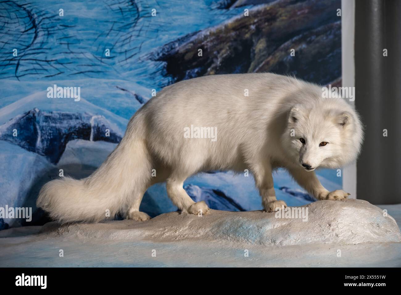 Renard arctique, Alopex lagopus, Bodensee-Naturmuseum, Konstanz, Allemagne Banque D'Images