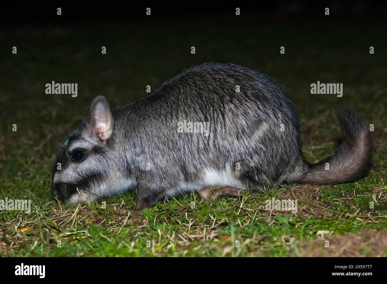 Vizcacha , Lagostomus maximus, Parc national d'El Palmar , Province d'entre Rios, Argentine Banque D'Images