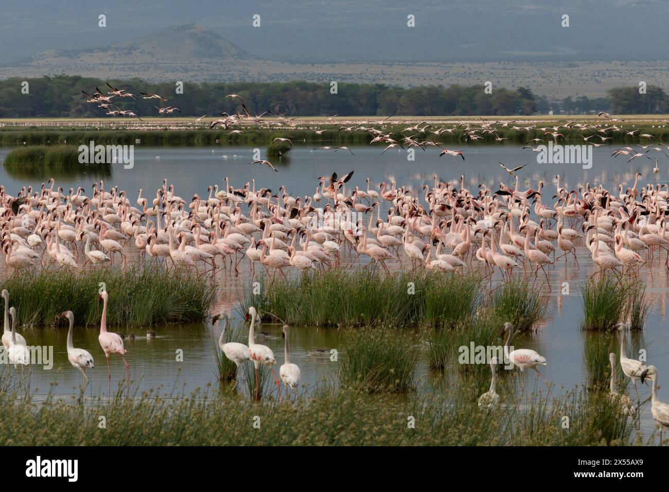 Troupeau de flamants roses sur l'eau au parc national d'Amboseli dans le comté de Kajiado, Kenya, Afrique de l'est. Banque D'Images