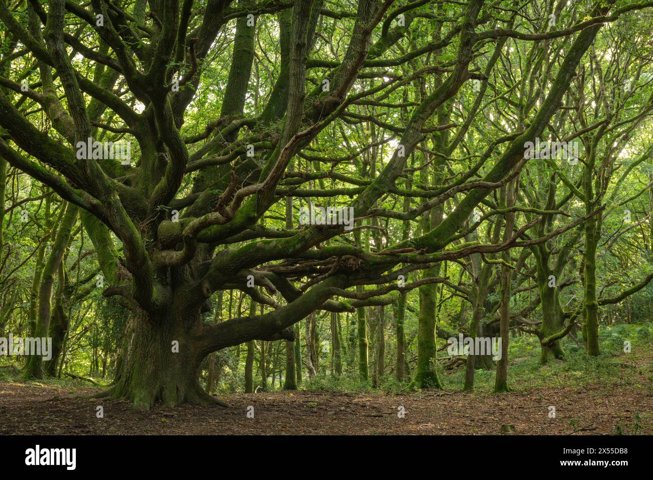 Majestueux chêne ancien dans le bois de Woodlands Hill dans les Quantock Hills, près de Nether Stowey, Somerset, Angleterre. Automne (septembre) 2023. Banque D'Images