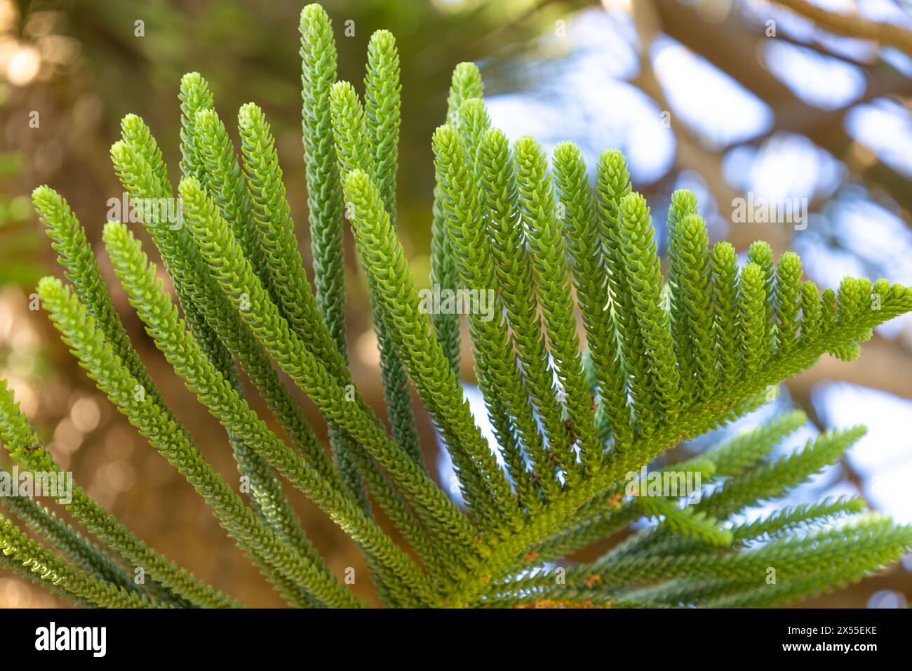 Branche du pin de l'île Norfolk. Feuillage brillant d'un arbre mature d'Araucaria heterophylla. Pin polynésien, arbre triangulaire ou arbre de Noël vivant dans Banque D'Images
