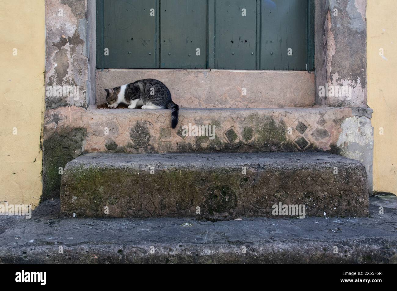 Un chaton mignon mangeant de la nourriture à côté d'une porte. Animal de rue. Banque D'Images