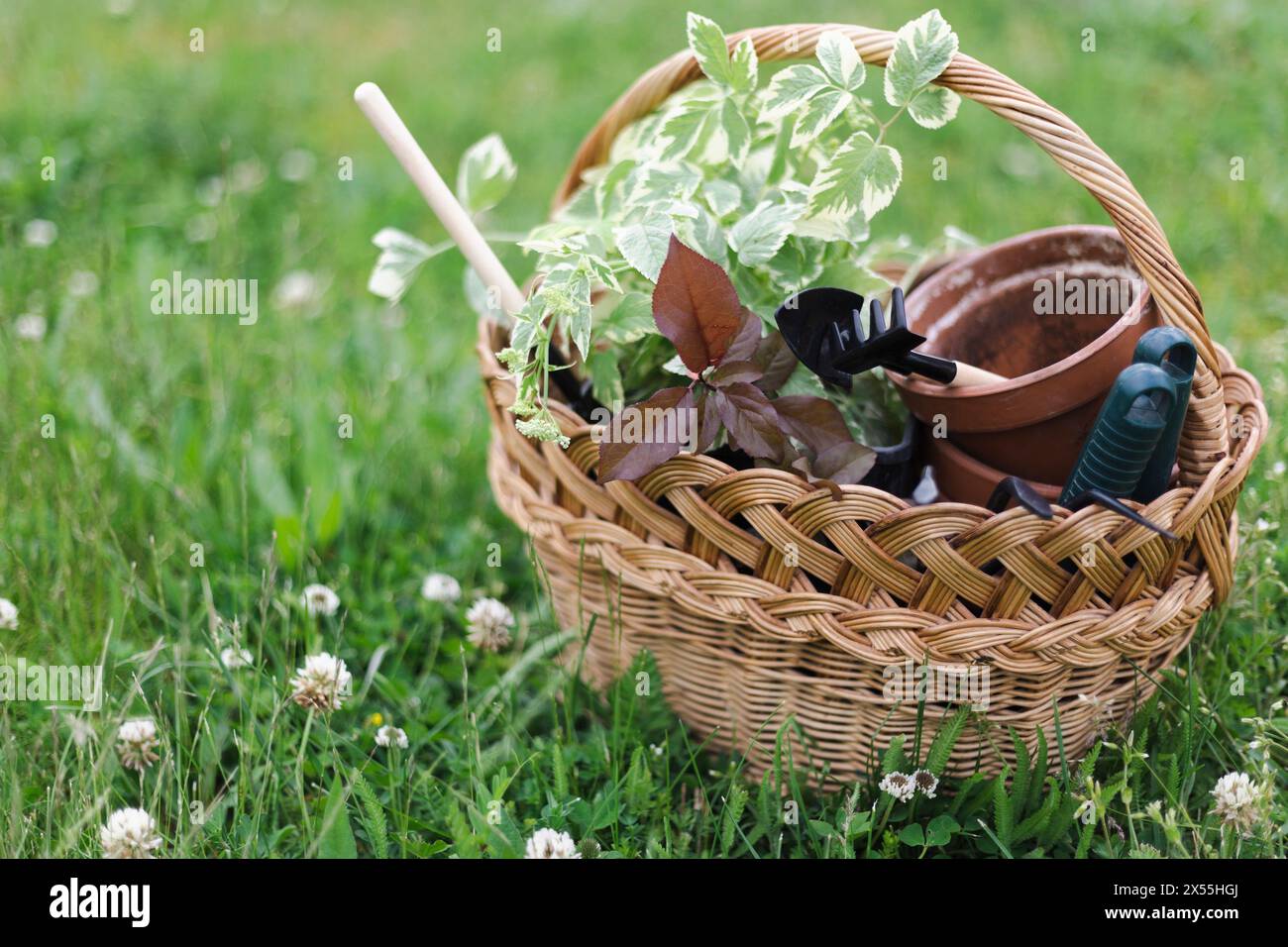 fleurs, pots d'argile et outils dans un panier. plantation de plantes dans le jardin Banque D'Images