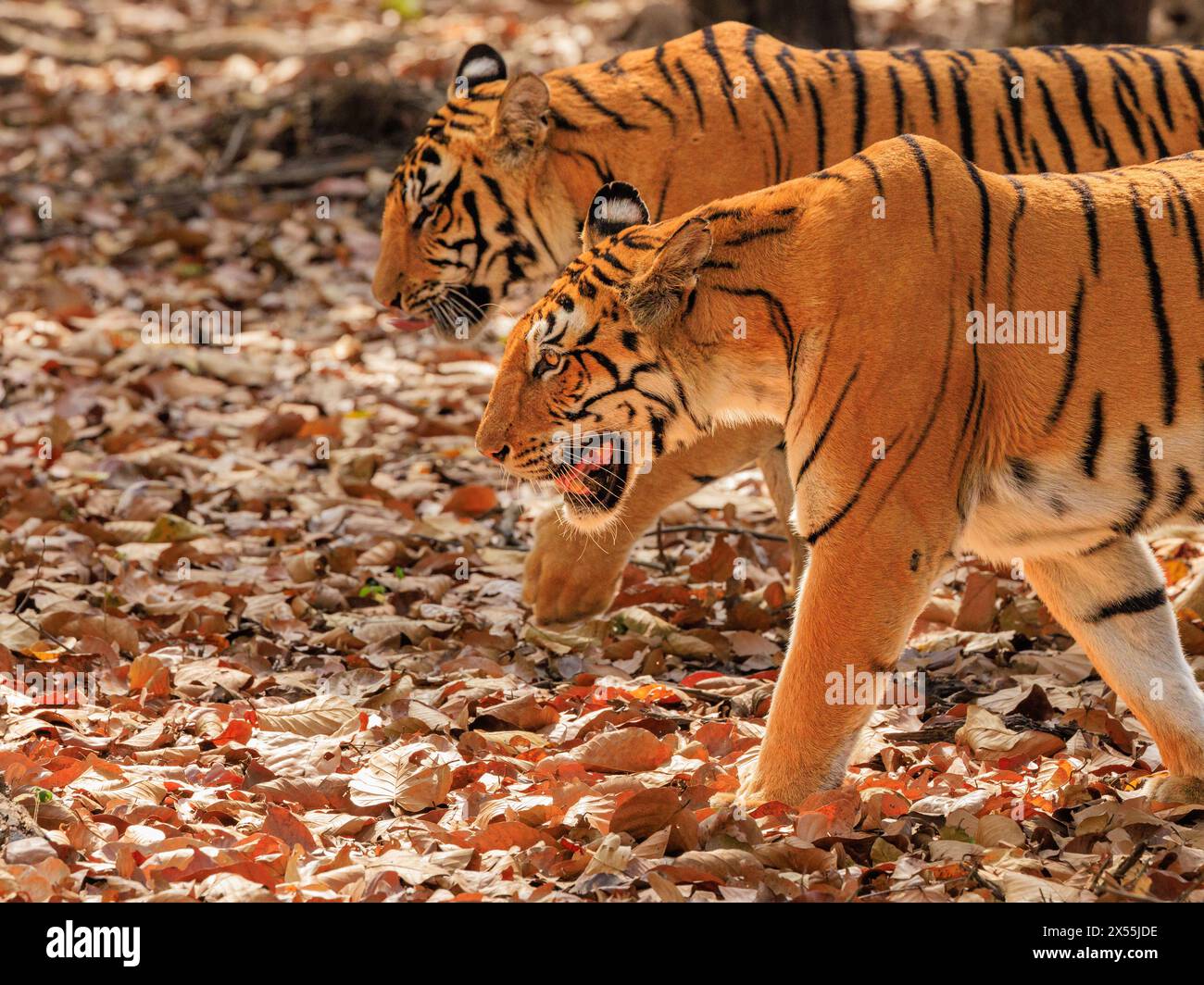 vue de côté de deux tigres mère et juvénile marchant côte à côte sur un tapis de feuilles séchées dans la réserve de tigres kanha inde Banque D'Images