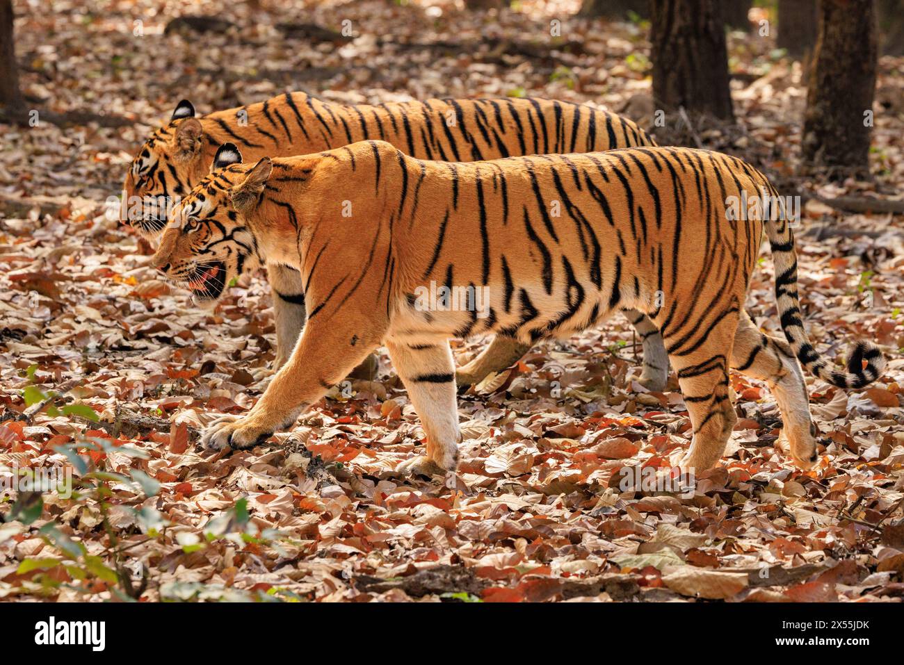 vue de côté de deux tigres mère et juvénile marchant côte à côte sur un tapis de feuilles séchées dans la réserve de tigres kanha inde Banque D'Images