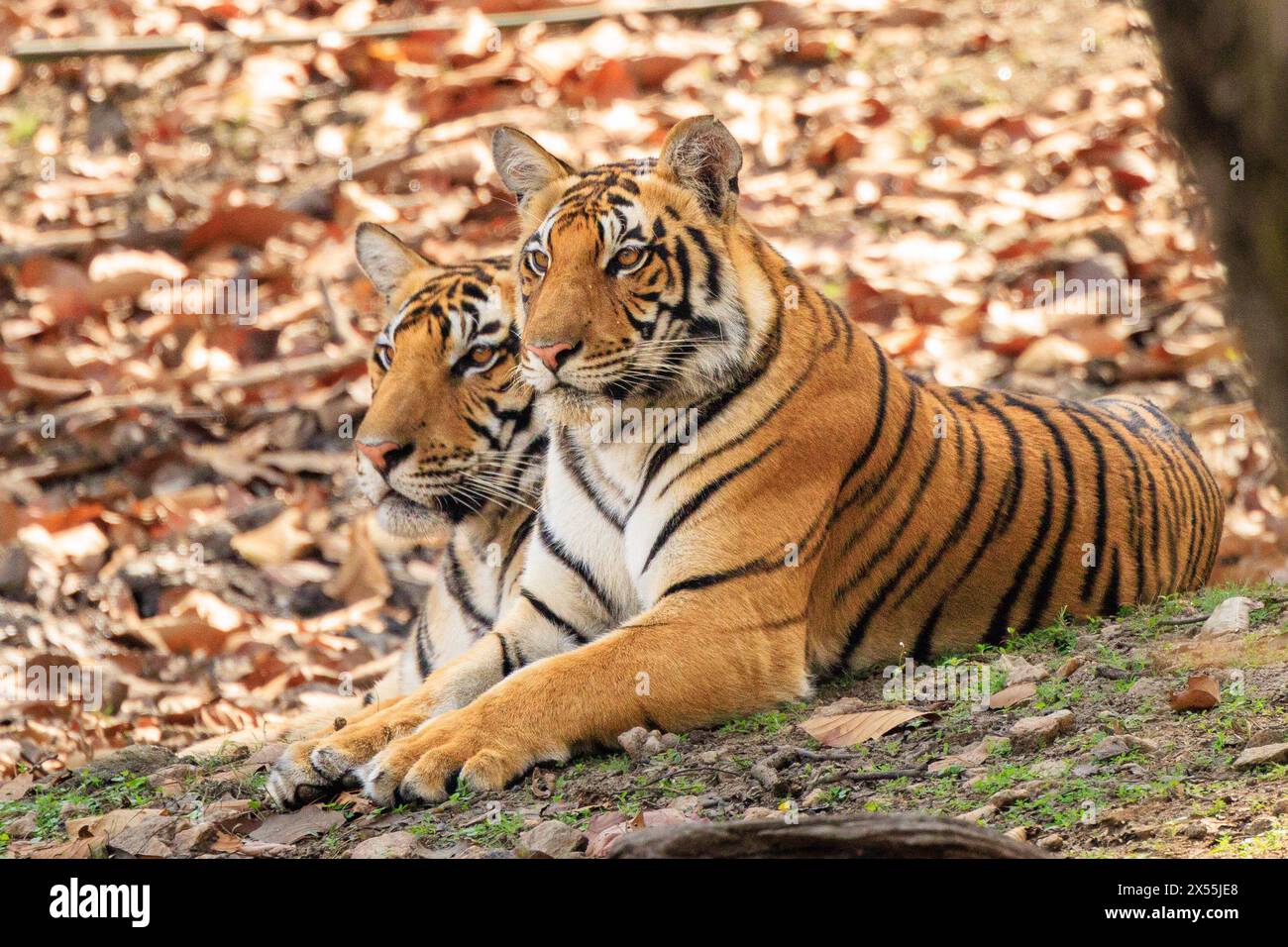 vue de face de deux tigres mère et juvénile regardant grièvement sur toute la longueur côte à côte sur un tapis de feuilles séchées dans la réserve kanha inde Banque D'Images