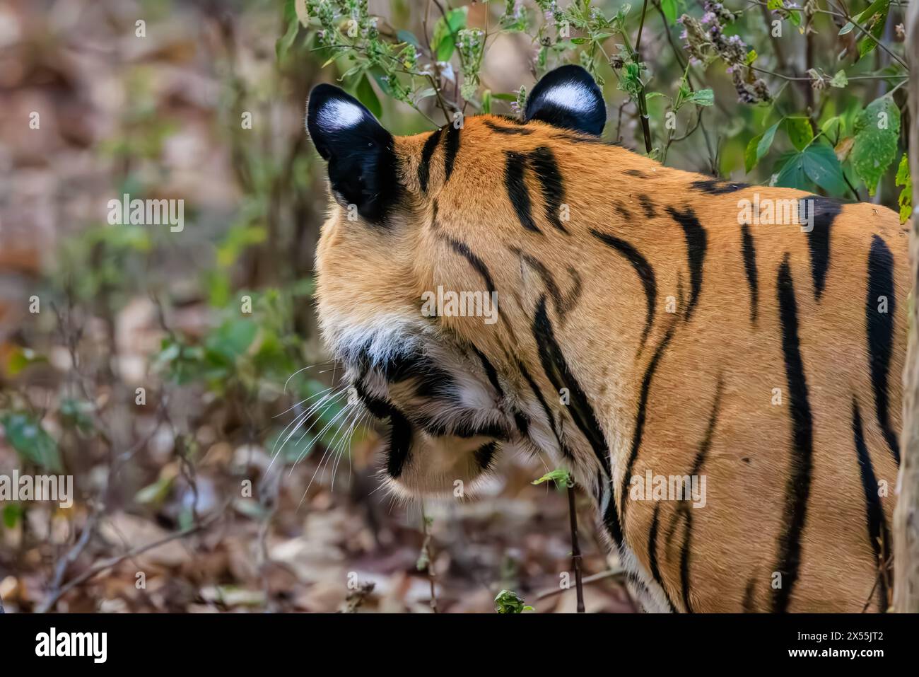 vue arrière de la tête et des épaules d'un tigre avec des oreilles blanches proéminentes alors qu'il s'arrête pour regarder Banque D'Images