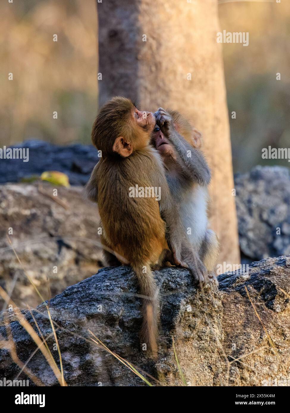 deux petits singes rhésus squattant sur le sol de la jungle se toilettant et apprenant pendant qu'ils jouent Banque D'Images