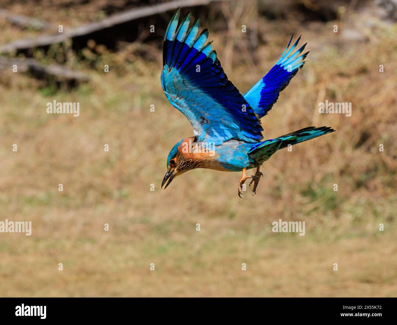 un rouleau indien aux couleurs vives en vol descend avec bec ouvert et dessous des ailes bleu vif Banque D'Images