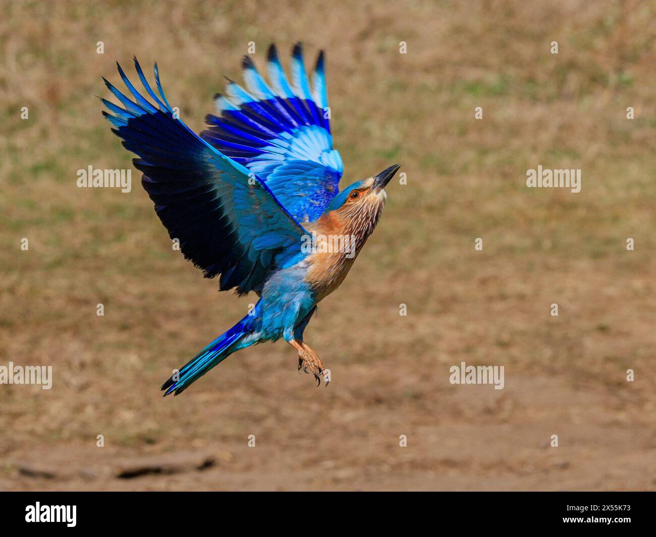 rouleau indien oiseau de couleur vive avec une bande bleu foncé en vol volant vers le haut montrant le dessous des ailes Banque D'Images