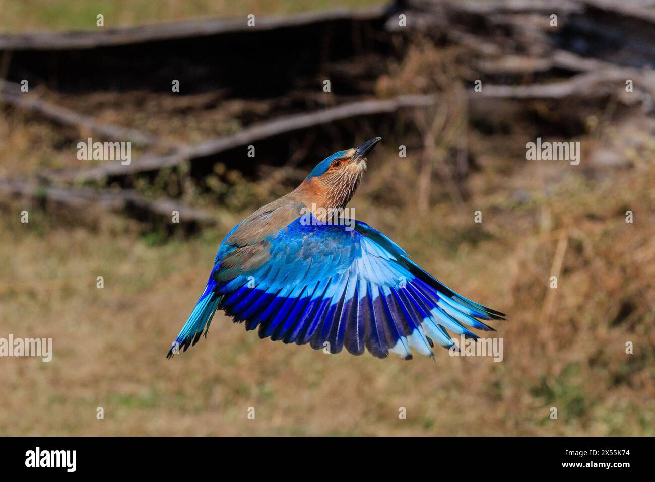 rouleau indien oiseau de couleur vive avec une bande bleu foncé en vol volant vers le haut montrant le dessus des ailes Banque D'Images