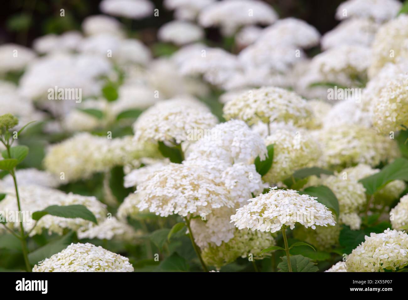 Buissons d'Hydrangea arborescens fleurissent dans le jardin, White hortensia dans un parc de près. Fond de motif floral naturel, conception de paysage. Banque D'Images