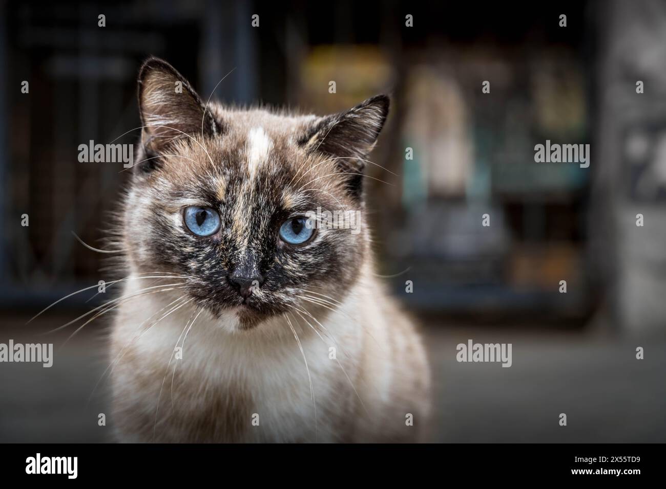 Le chat errant blanc et gris avec les yeux bleus assis à côté du mur dans la ville de Saratov, Russie. Banque D'Images