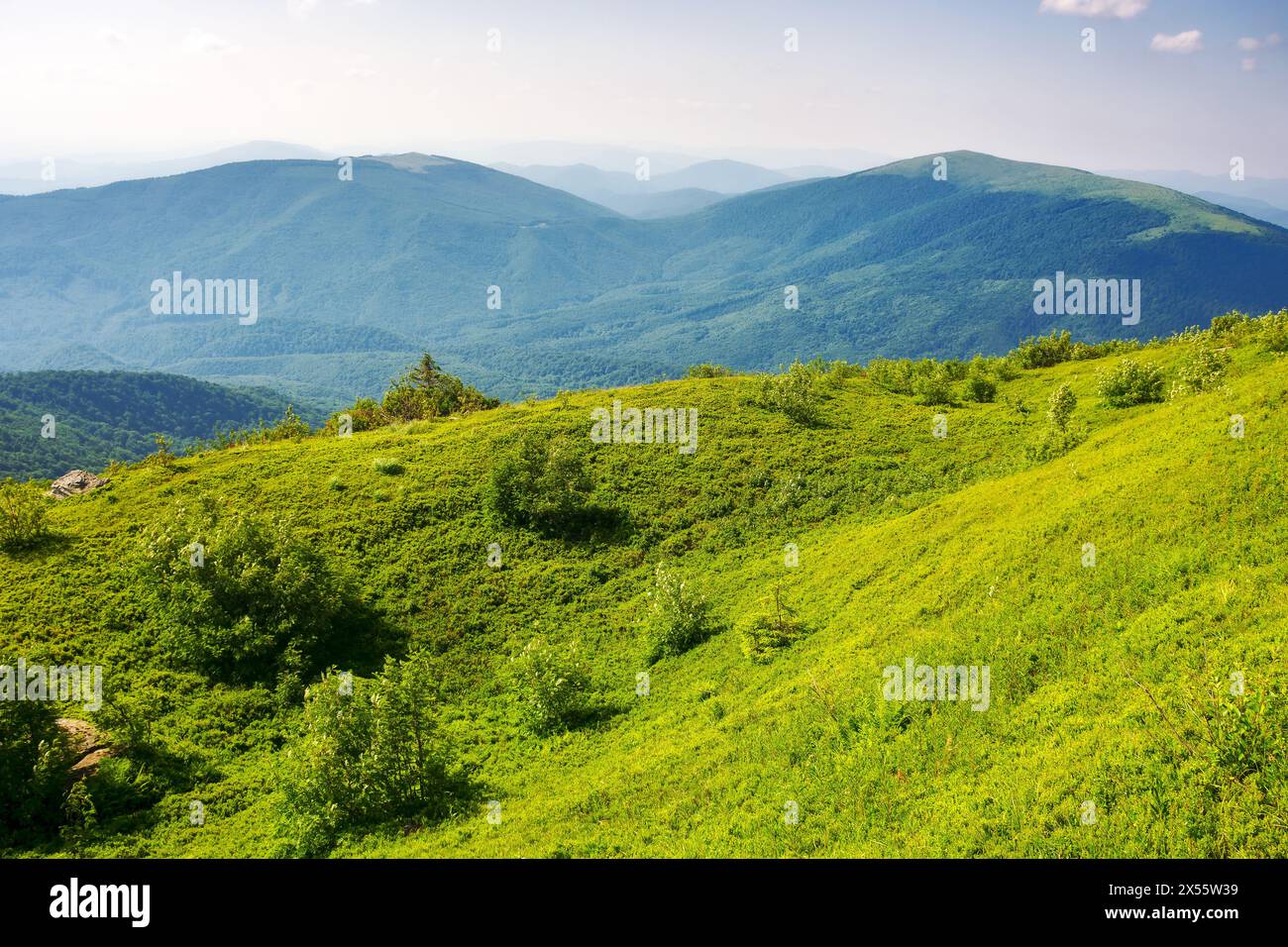 collines herbeuses alpines. paysage des carpates de l'ukraine par une soirée d'été ensoleillée. paysage montagneux avec vue sur la vallée lointaine rollin en douceur Banque D'Images