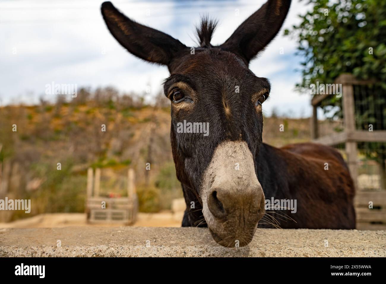 Photo d'un âne dans une ferme. Banque D'Images