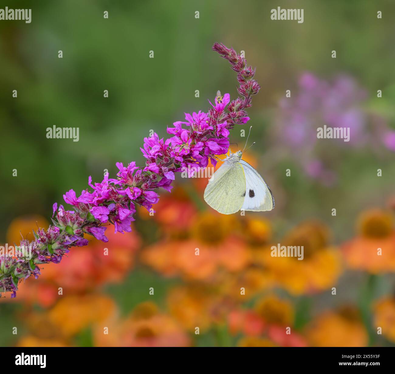 Grand papillon blanc, Pieris brassicae, et deux hovermouches, nectaring d'une fleur de loosestrife pourpre Lythrum salicaria, biodiversité dans un jardin Banque D'Images