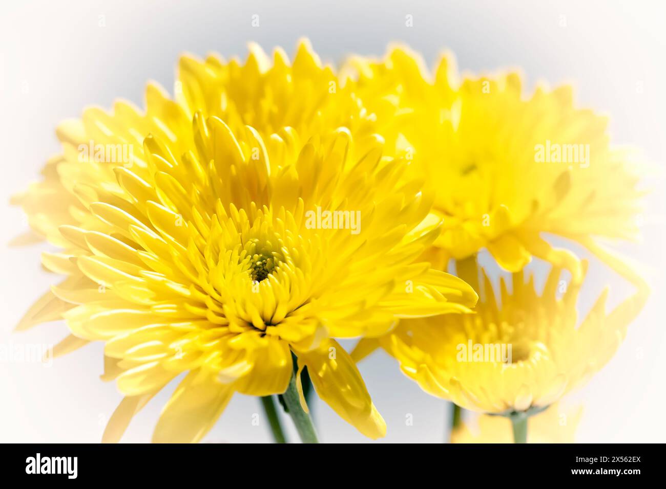 Groupe de fleurs de chrysanthème jaune, fraîches et florissantes sur un fond blanc doux Banque D'Images