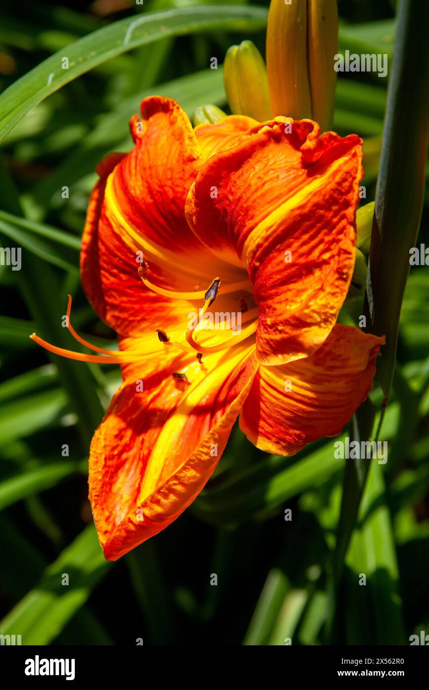 Fleur de Lily Fresh Day, dans un jardin de fleurs, couleur orange foncé et jaune, fond doux Banque D'Images