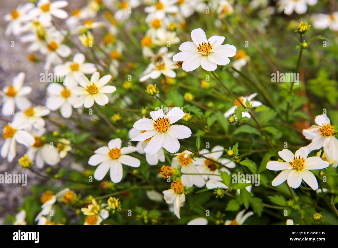Pont Aven, Finistère, Bretagne, Bretagne, France Banque D'Images