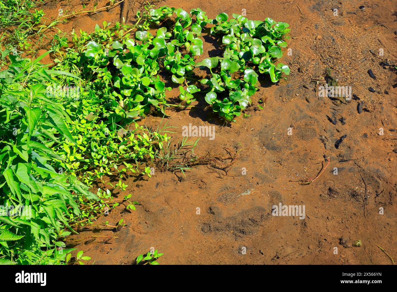 L'eau claire sort d'une source située entre les sols brunâtres. Autour de lui, les plantes de mauvaises herbes poussent flottant à la surface de l'eau, Eichornia crassipes Banque D'Images