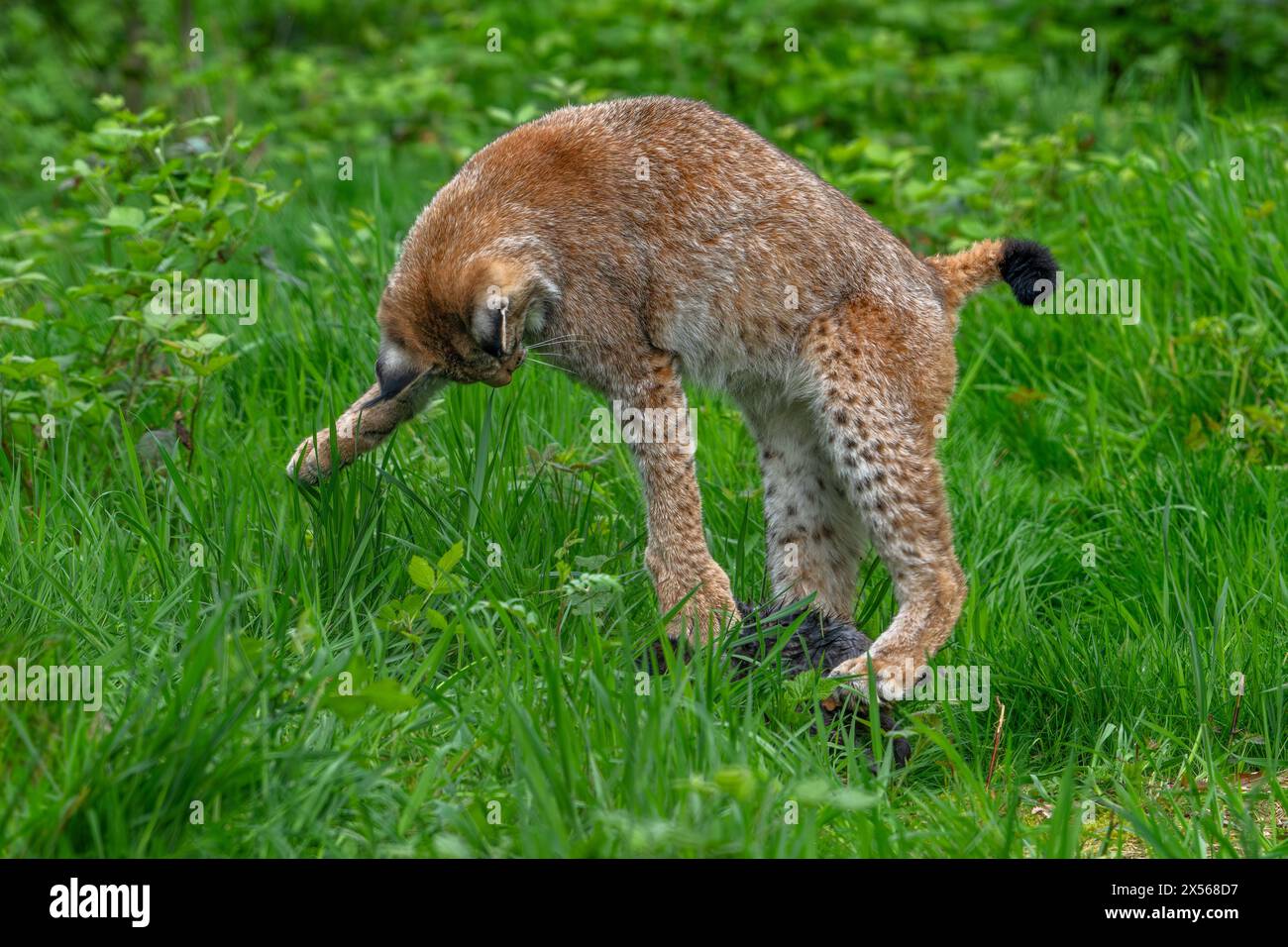 Chasse au lynx eurasien (Lynx lynx) juvénile attrapant des proies dans les fourrés à la lisière de la forêt Banque D'Images