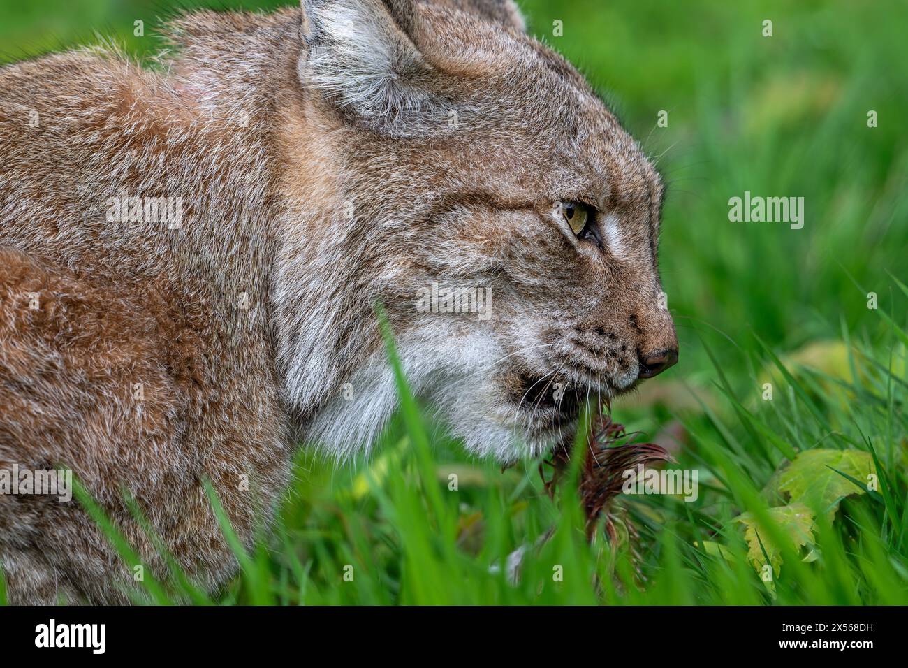 Gros plan de la chasse lynx eurasien (Lynx lynx) dévorant des proies dans les prairies / prairies Banque D'Images