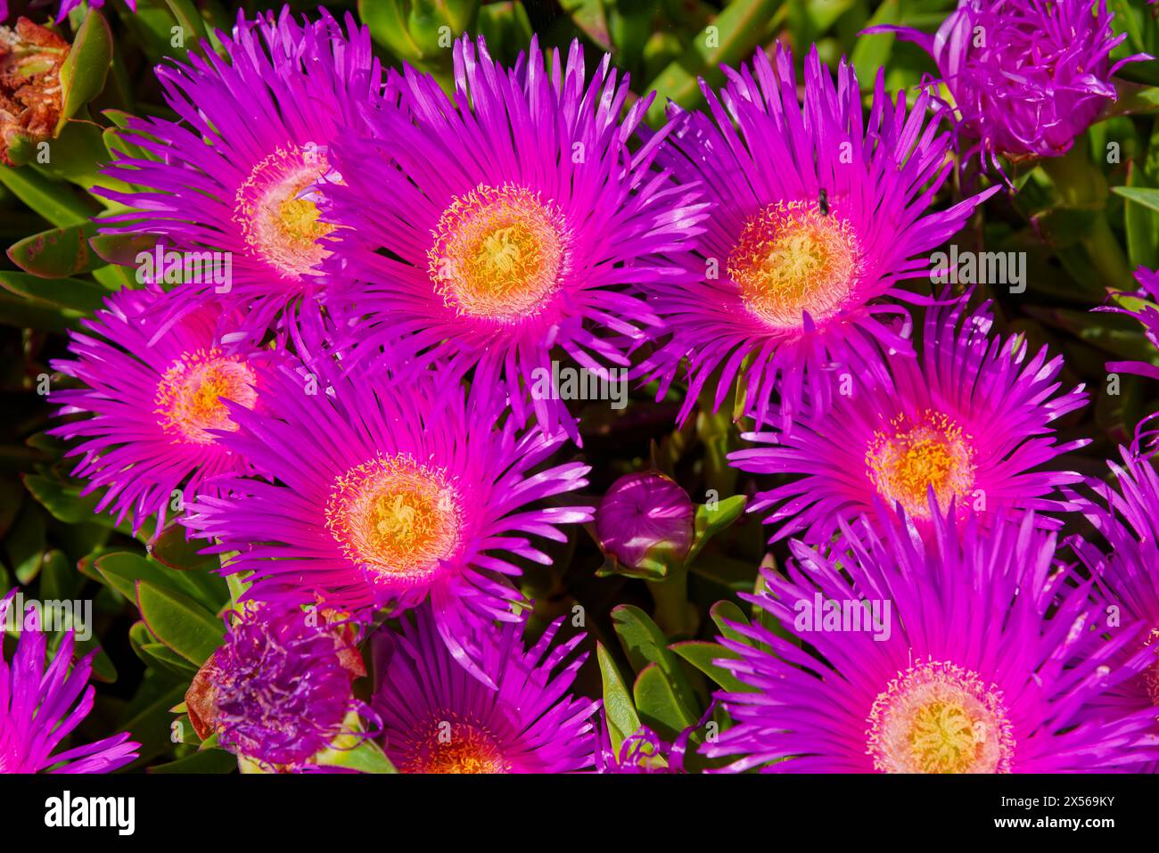 Parterre de Carpobrotus edulis ou griffe de sorcière en fleurs - lit de Carpobrotus edulis ou griffe de sorcière en fleurs Banque D'Images