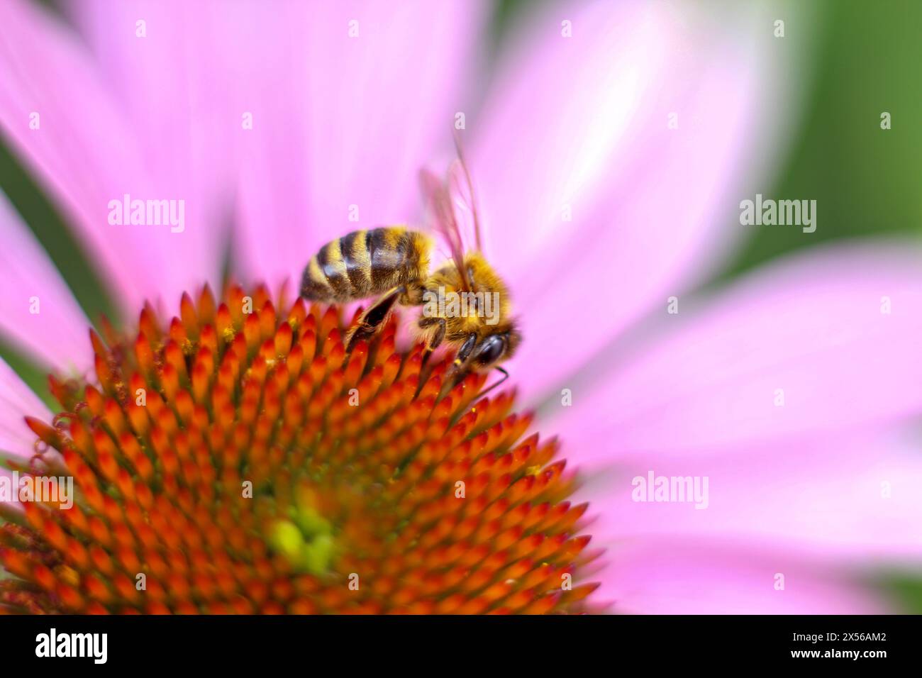 Abeille sur fleur rose d'Echinacea purpurea. Collection de pollen et nectar. Gros plan. Banque D'Images
