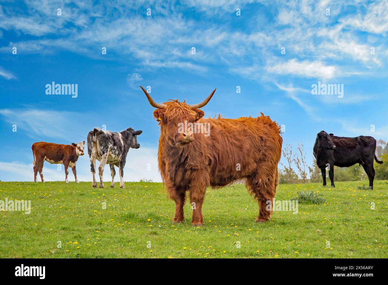 Bovins des hautes terres uniques parmi d'autres races de bovins de boucherie dans la campagne du Peak District anglais Banque D'Images