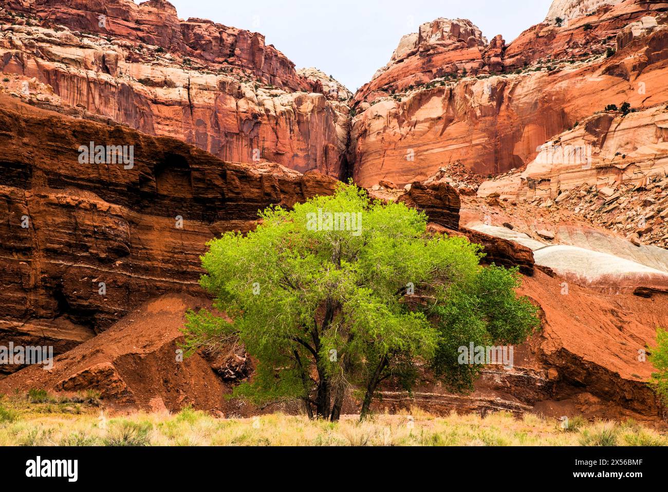 Les merveilles pittoresques du parc national de Capitol Reef dans l'Utah, États-Unis. C'est l'un des cinq parcs nationaux de l'État. Banque D'Images