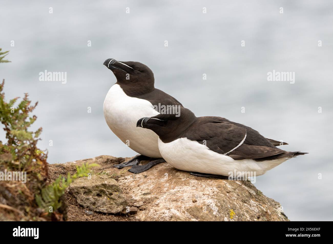 Razorbill pair Banque de photographies et d’images à haute résolution ...