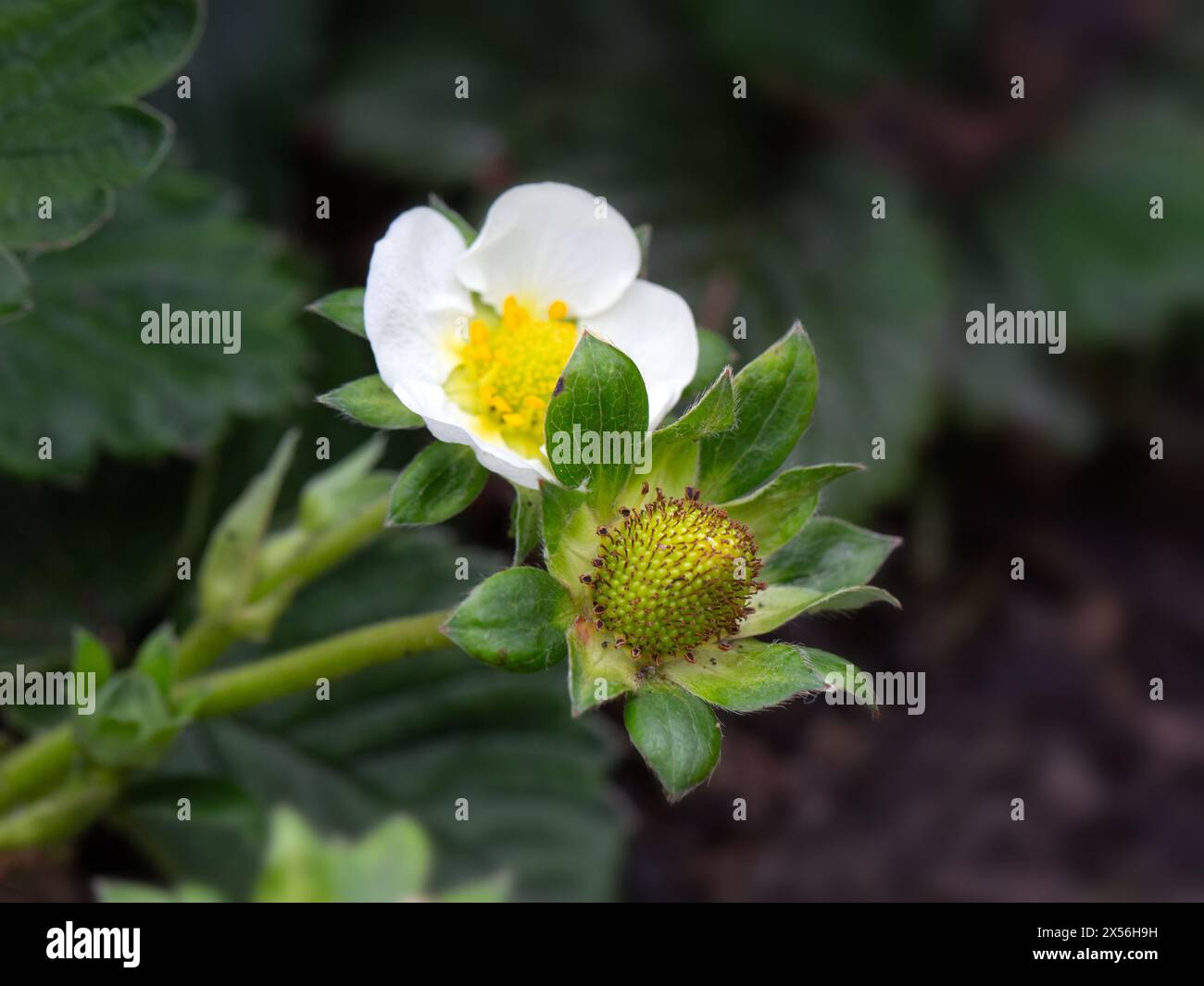 Closep de fleurs et de fruits en développement de fraise 'Cambridge favorite' dans un jardin de légumes au printemps Banque D'Images