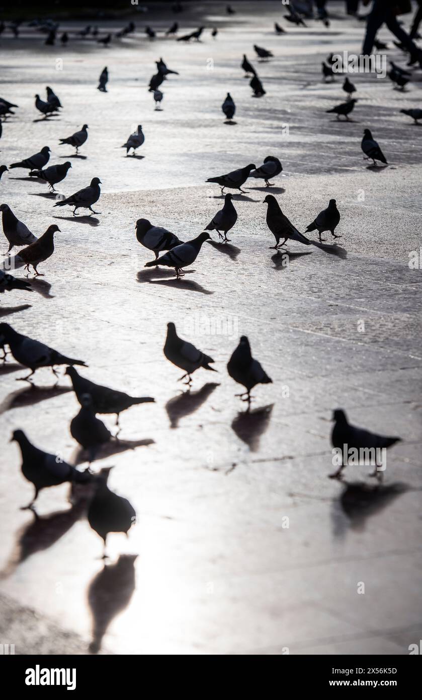 Pigeons sur le sol dans une place publique Banque D'Images