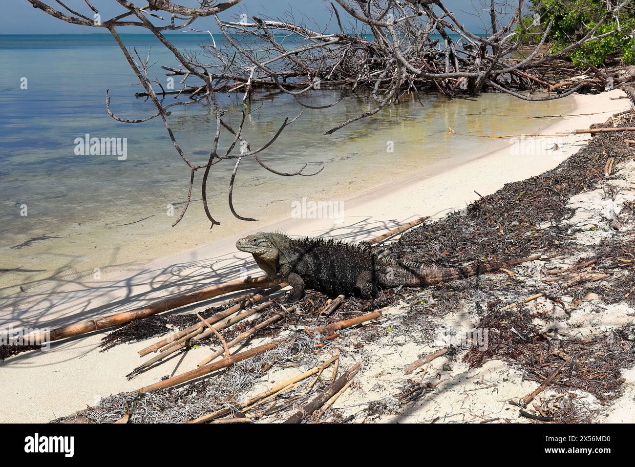 259 iguane cubain masculin se prélasser au soleil sur les débris laissés par la marée haute à une petite plage sur Cayo Iguana ou Machos de Afuera Key.Trinidad-Cuba. Banque D'Images