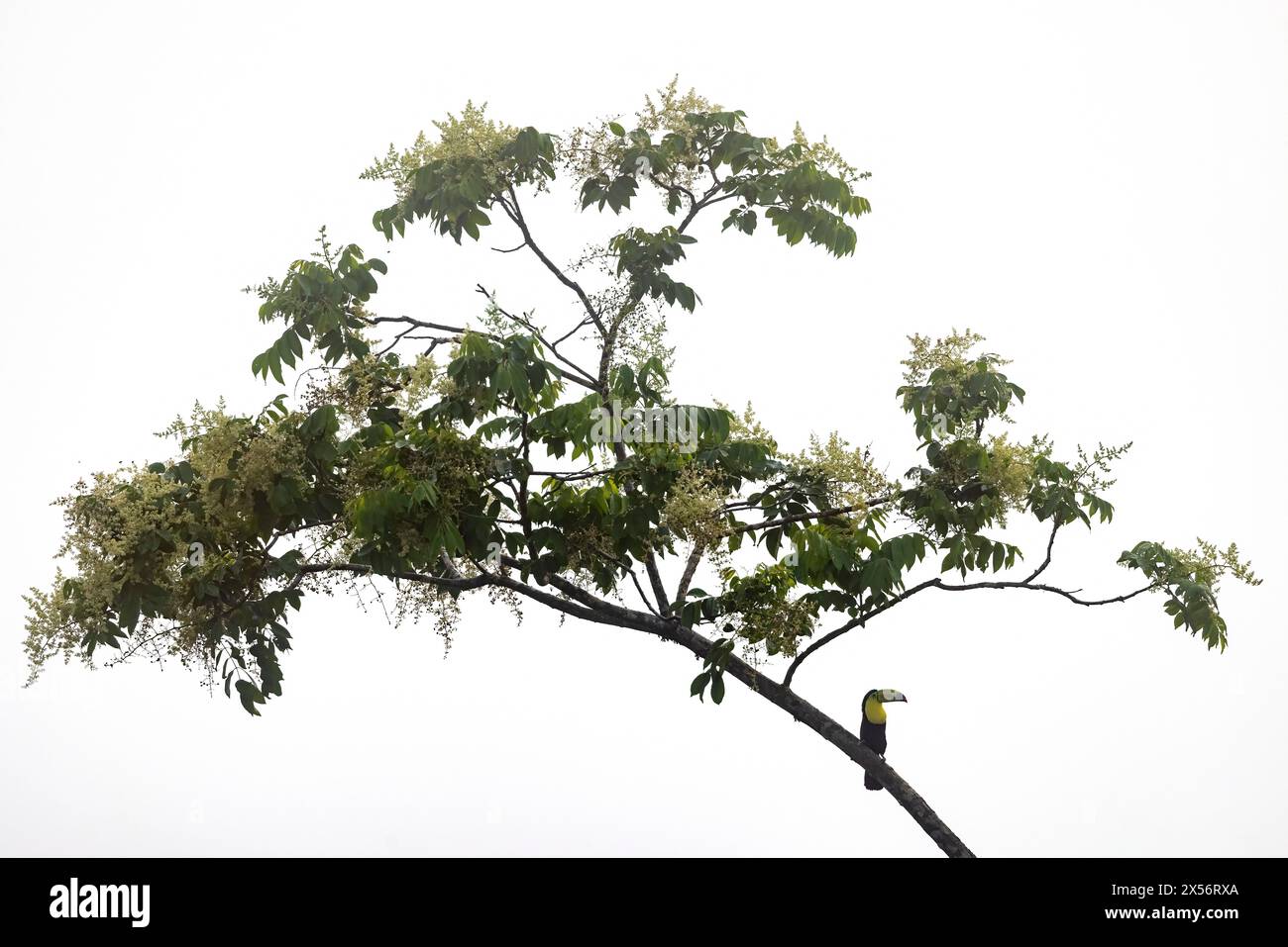 Image clé de toucan à bec de quille (Ramphastos sulfuratus) perché dans un arbre - la Laguna del Lagarto Eco-Lodge, Boca Tapada, Costa Rica Banque D'Images