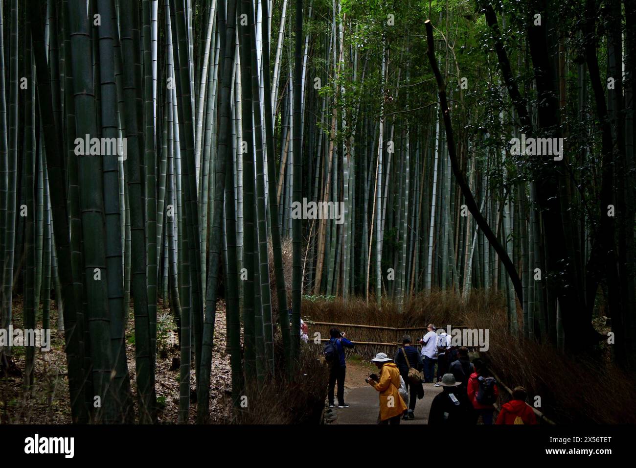 Vie quotidienne au Japon Un chemin de forêt de bambous à Arashiyama, Kyoto, visité par des touristes étrangers Banque D'Images