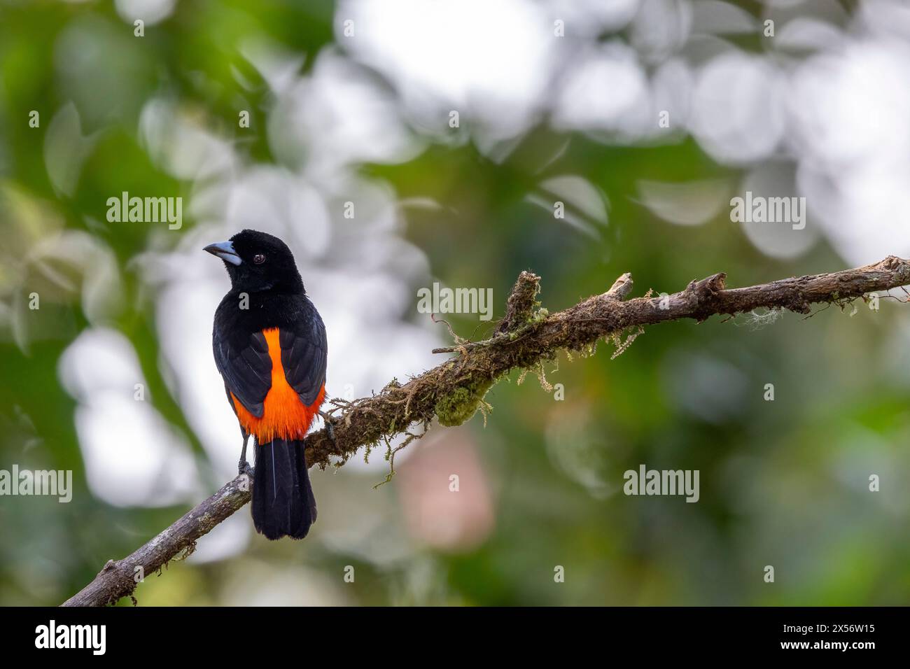 Tanager mâle (Ramphocelus passerinii) - Eco-Lodge la Laguna del Lagarto, Boca Tapada, Costa Rica Banque D'Images