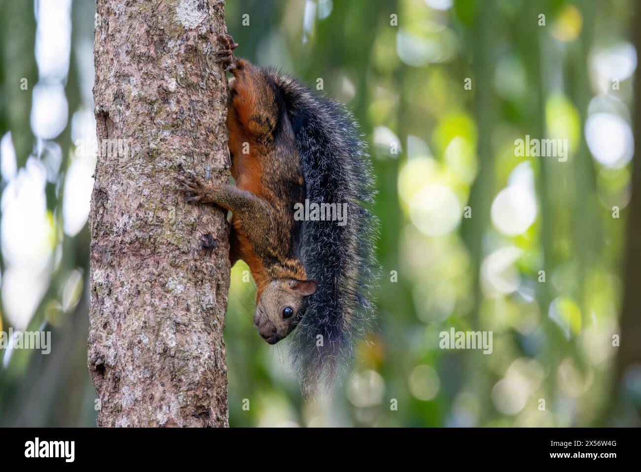 Écureuil panaché (Sciurus variegatoides) descendant de l'arbre - Boca Tapada, Costa Rica Banque D'Images