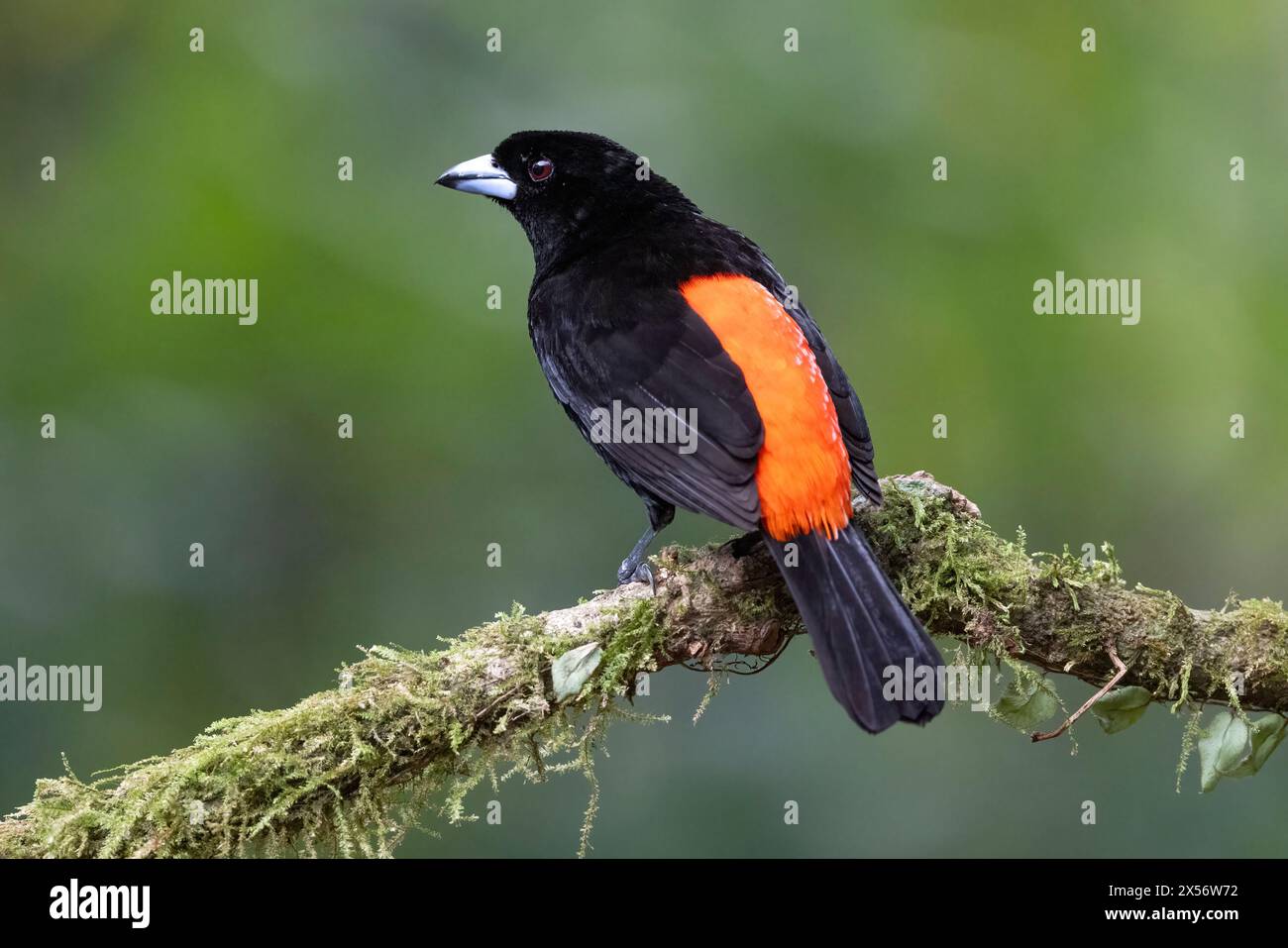 Tanager mâle (Ramphocelus passerinii) - Eco-Lodge la Laguna del Lagarto, Boca Tapada, Costa Rica Banque D'Images