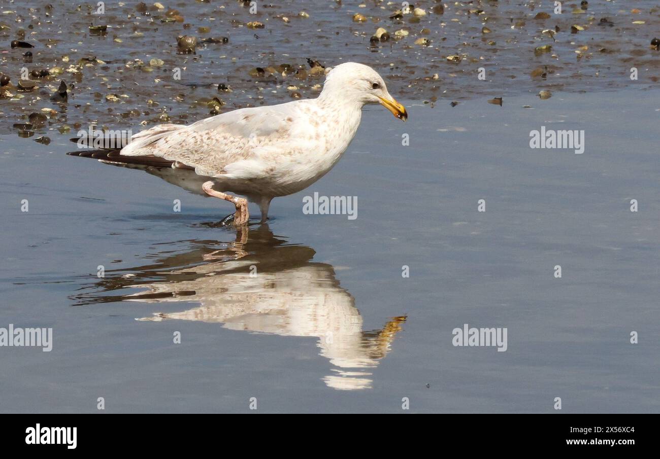 Victoria Park, Belfast, Irlande du Nord, Royaume-Uni. 07 mai 2024. Météo britannique - une journée sèche, peu de vent avec nuages variables et périodes d'ensoleillement. Une mouette se nourrissant à marée basse le long du parc. Crédit : CAZIMB/Alamy Live News. Banque D'Images