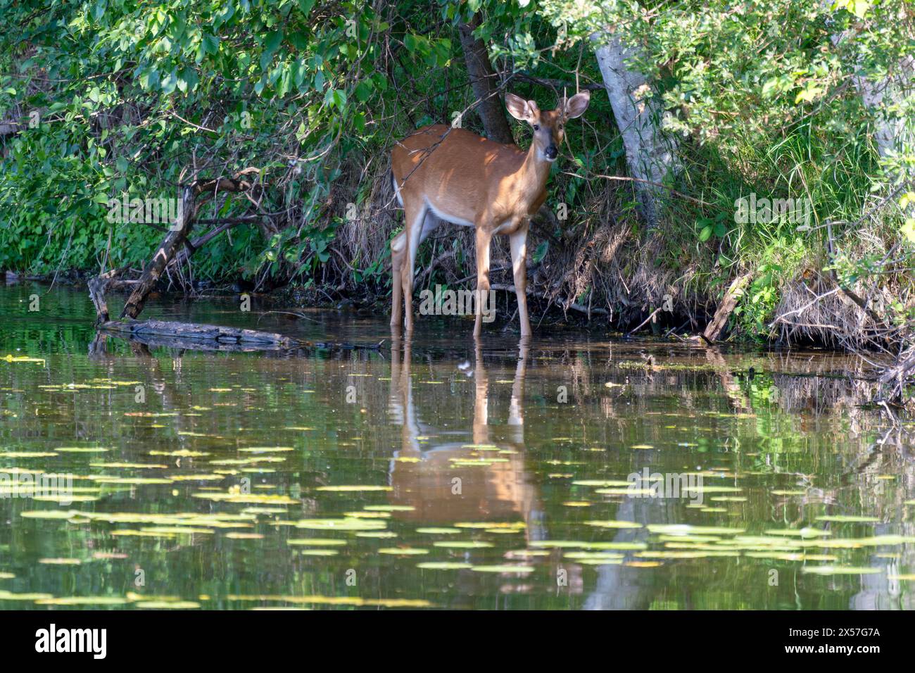 Un jeune buck, un cerf de Virginie, se faufile au bord de l'eau dans l'après-midi un jour d'été. Banque D'Images