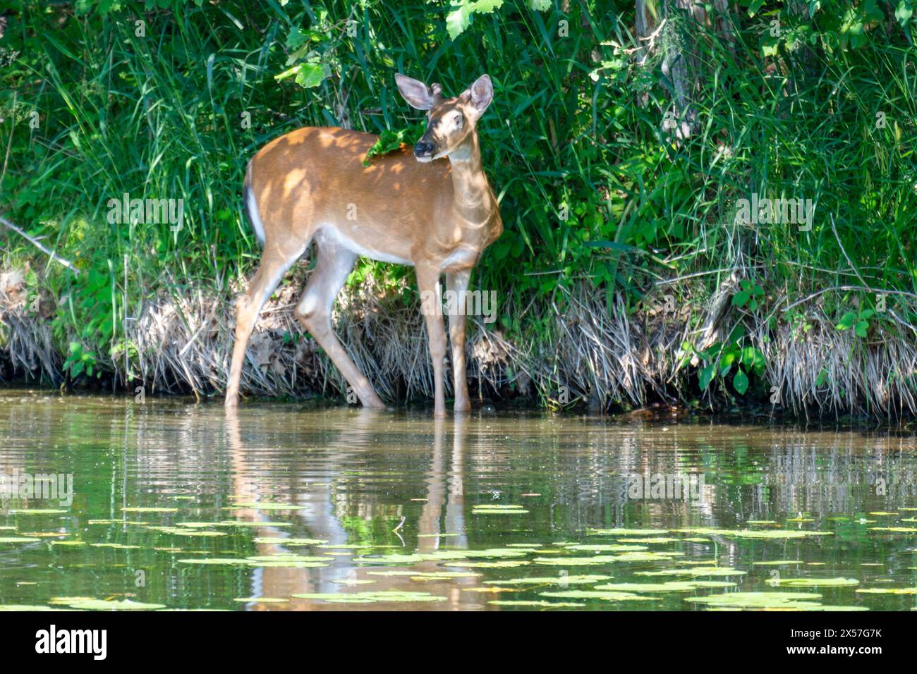 Un jeune buck, un cerf de Virginie, se faufile au bord de l'eau dans l'après-midi un jour d'été. Banque D'Images