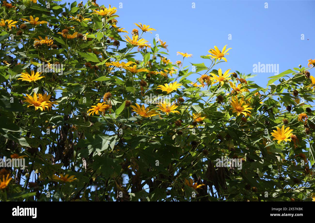 Tara amarilla, Oyedaea verbesinoides, Heliantheae, Asteraceae. Manuel Antonio, Costa Rica, Amérique centrale. Banque D'Images