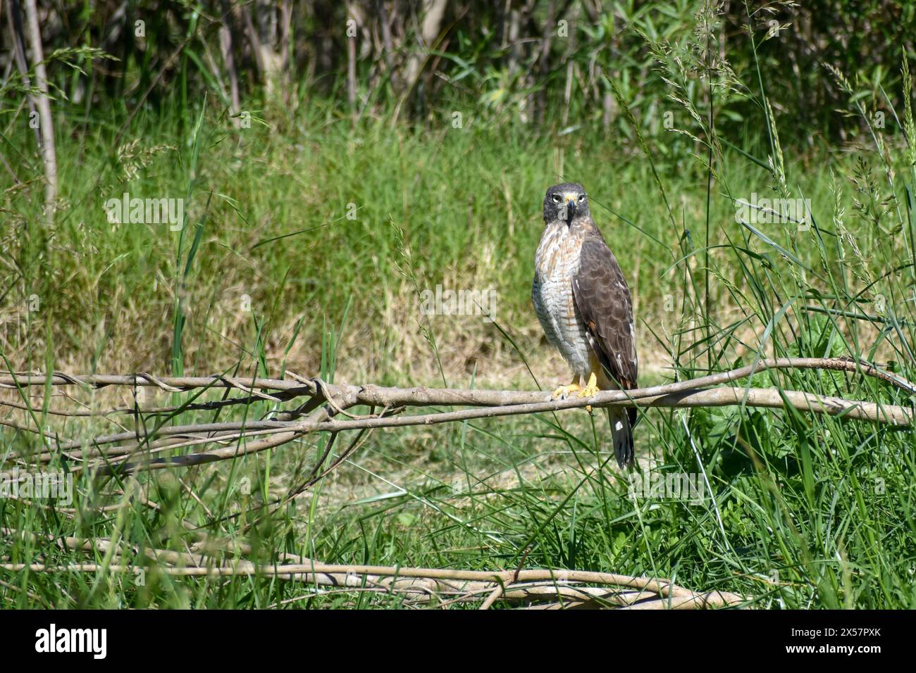 Faucon de bord de route (Rupornis magnirostris) dans la nature, vu à Buenos Aires, Argentine Banque D'Images