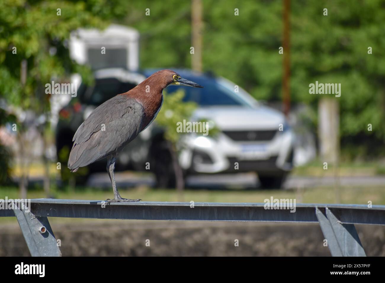 Héron tigre rufescent (Tigrisoma lineatum) avec voiture en arrière-plan, à l'état sauvage, vu à Buenos Aires, Argentine Banque D'Images