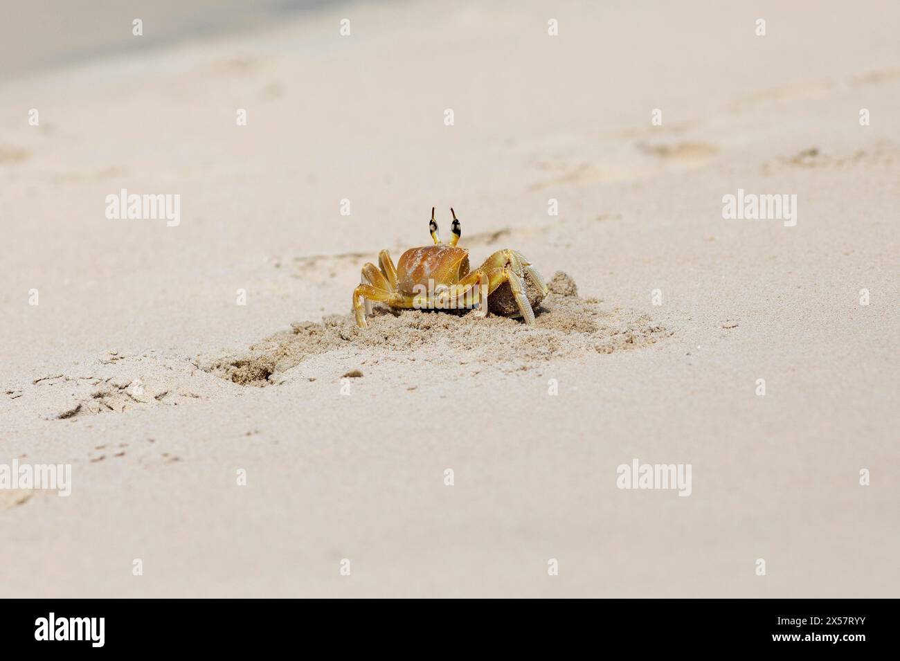 Crabe fantôme aux yeux cornes (Ocypode brevicornis) creusant dans le sable à Marari Beach ou Strand, Mararikulam, district d'Alappuzha, Kerala, Inde Banque D'Images