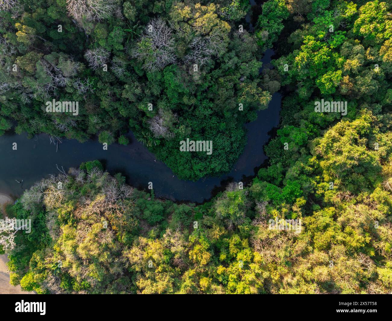 Vue aérienne, de haut en bas, forêt tropicale et rivière, Costa Rica Banque D'Images